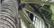 Voọc hoang dã xuất hiện tại resort Cam Lâm, công an khuyến cáo người dân tránh xa