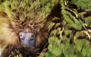 Vẹt Kakapo sắp có mùa sinh sản kỷ lục sau 30 năm bảo tồn