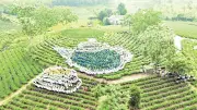 Xã Vô Tranh: Hành trình kiến tạo vùng chè đặc sản và phát triển du lịch cộng đồng