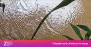 Xác minh cá thể giống cá sấu tại suối cầu Cây Xanh ở Đồng Nai