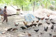Xăng giảm nhưng giá cám tăng: Người chăn nuôi thua lỗ
