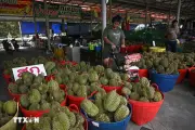 Xuất khẩu sầu riêng Thái Lan sang Trung Quốc lập kỷ lục nửa đầu năm 2026