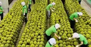 Đề xuất thành lập Tổ điều hành cấp Chính phủ cho mục tiêu 100 tỷ USD