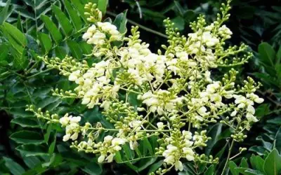 Hoè hoa tốt cho mạch máu nhưng bác sĩ cảnh báo không tự ý dùng