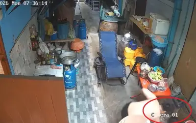 Mèo cưng thoát chết khỏi trăn lưới dài 1,8m ở Bangkok