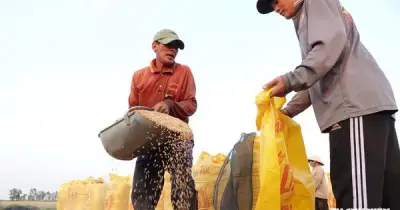 Philippines tăng nhập gạo ứng phó siêu El Nino, Việt Nam hưởng lợi