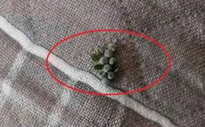 Phát hiện 14 quả trứng bọ xít hôi bám trên vỏ gối ở Thâm Quyến