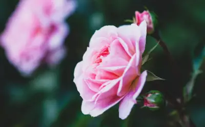 Tháng sinh Âm lịch của người luôn lạc quan, hiếm khi bi quan