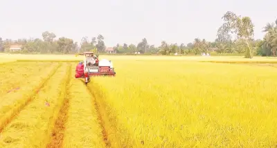 Tây Ninh: Nông nghiệp xanh tăng trưởng 3,65% nhờ lúa chất lượng cao
