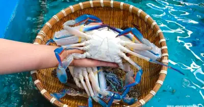 Vì sao xuất khẩu cua ghẹ tăng cao đột biến?
