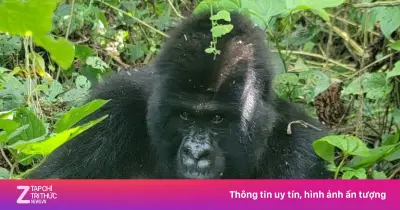 Virunga: Lá chắn kép chống Ebola và bảo vệ khỉ đột quý hiếm