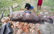 3 ngư dân nhỏ tuổi Indonesia bắt được cá mú khổng lồ 150 kg