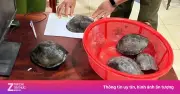 5 cá thể rùa hộp lưng đen quý hiếm đi lạc được giao nộp tại Đắk Lắk