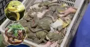 Ếch tẩm kháng sinh: Góc khuất ngành ẩm thực tỷ USD tại Trung Quốc