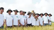 Cần Thơ mở rộng vùng nguyên liệu lúa chất lượng cao, phát thải thấp