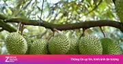 Giá sầu riêng Tây Nguyên tăng trở lại trong vụ thu hoạch chính