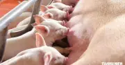 Gia Lai sắp có trang trại heo công nghệ cao vốn hơn 3.000 tỉ đồng