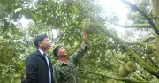 Đăk Tang: Thôn điển hình phát triển kinh tế nhờ cây sầu riêng