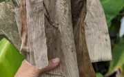 Lá chuối Việt Nam giá rẻ, bất ngờ thành hàng xa xỉ ở nước ngoài