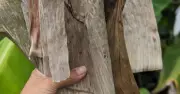 Lá chuối Việt Nam rụng đầy vườn, 'trời Tây' bán gần nửa triệu đồng/chiếc