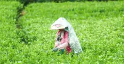 Loài hoa quen thuộc giúp cả vùng quê đổi đời, người dân sáng hái tối có tiền