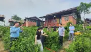 Minh Đài nâng cao giá trị cây chè nhờ chế biến sâu và liên kết chuỗi