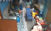 Mèo cưng thoát chết khỏi trăn lưới dài 1,8m ở Bangkok