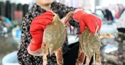 Người bán hải sản 20 năm: 5 loại cua 'cho không' cũng đừng lấy, kẻo rước họa