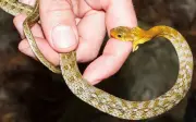 Người đàn ông bị rắn cắn, nước tiểu hóa đen như nước tương