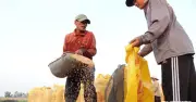 Philippines tăng nhập gạo ứng phó siêu El Nino, Việt Nam hưởng lợi