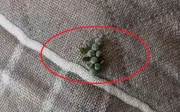 Phát hiện 14 quả trứng bọ xít hôi bám trên vỏ gối ở Thâm Quyến