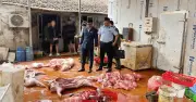 Phát hiện gần 1 tấn thịt lợn nhiễm dịch tả lợn châu Phi tại Hưng Yên