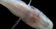 Phát hiện loài cá hang quỷ siêu hiếm chưa từng thấy ở Mỹ