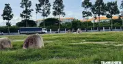 TP.HCM truy tìm hố mộ liệt sĩ trước Bệnh viện Quốc tế Becamex