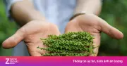 Xuất khẩu hạt tiêu tăng về lượng, giảm về giá trong quý II/2026